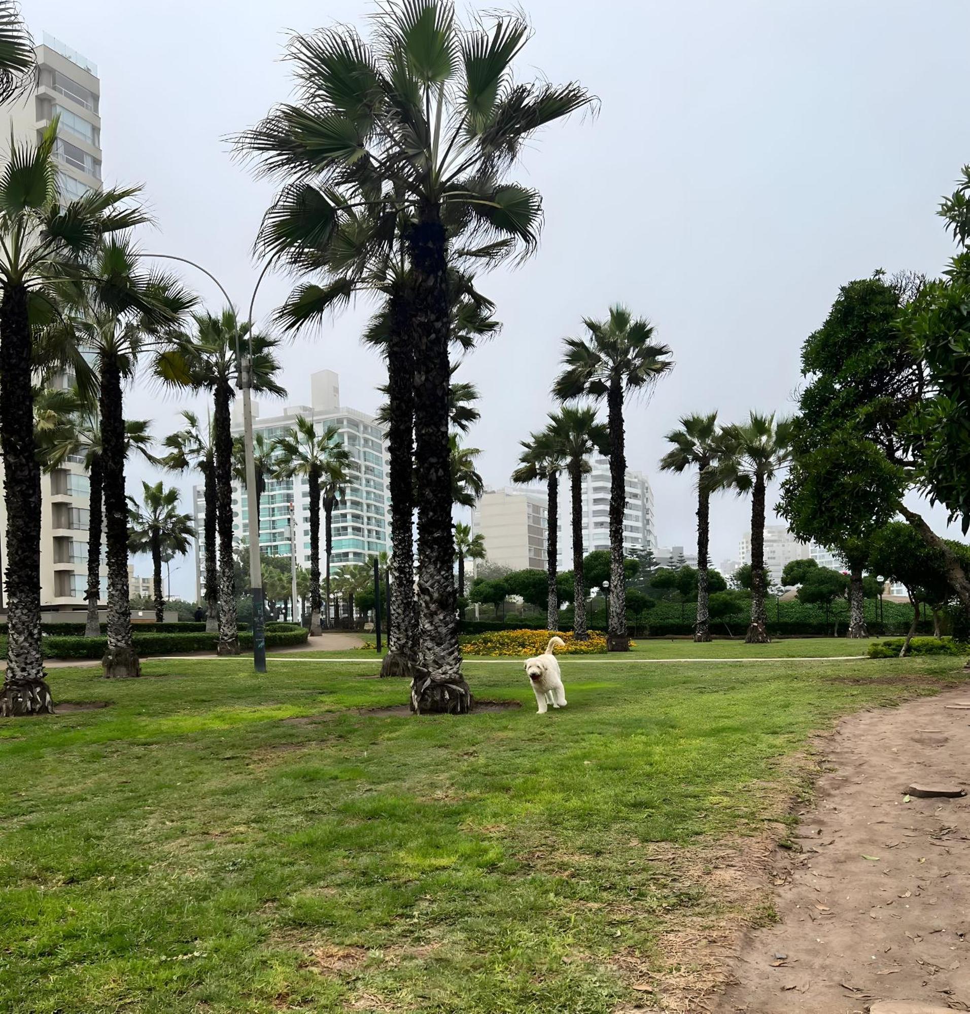 Modern 1Br Loft Close To The Seawalk Of Miraflores 利马 外观 照片